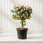 Dwarf Jade Plant - Elephant Bush 15 - 20 cm - Greensouq - 