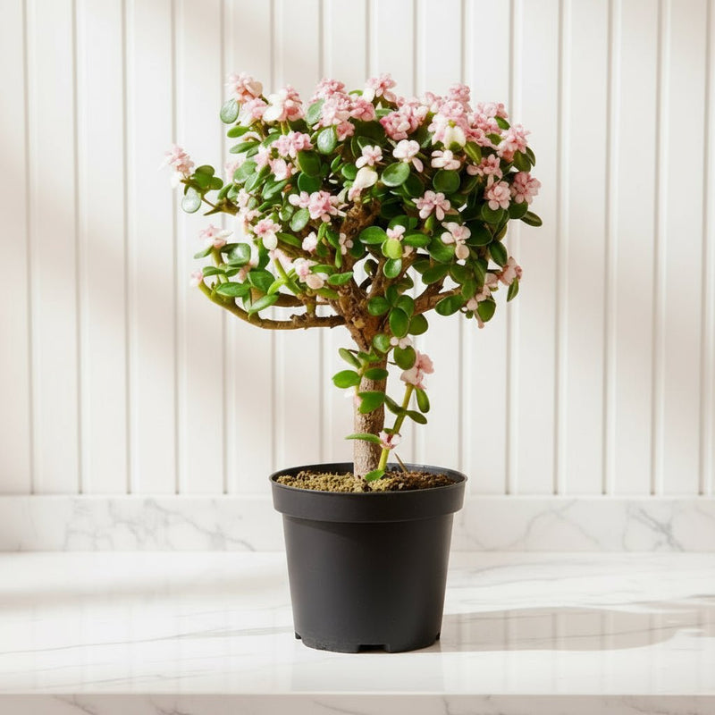 Dwarf Jade Plant - Elephant Bush 15 - 20 cm - Greensouq - 