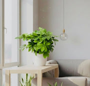 Dwarf Umbrella Tree 25 - 30cm | Unique Compact Design - Greensouq - 