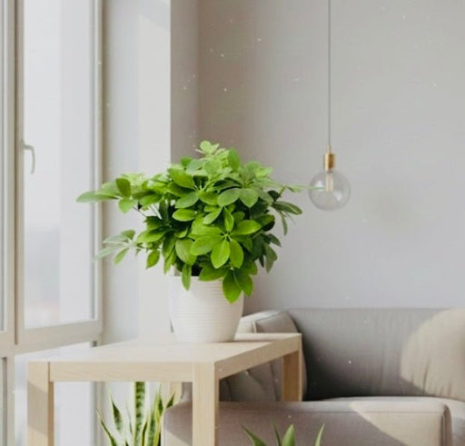 Dwarf Umbrella Tree 25 - 30cm | Unique Compact Design - Greensouq - 