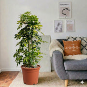 Dwarf Umbrella Tree - Gold Capella | UAE's Lush Houseplant! 100 - 120cm - Greensouq - 