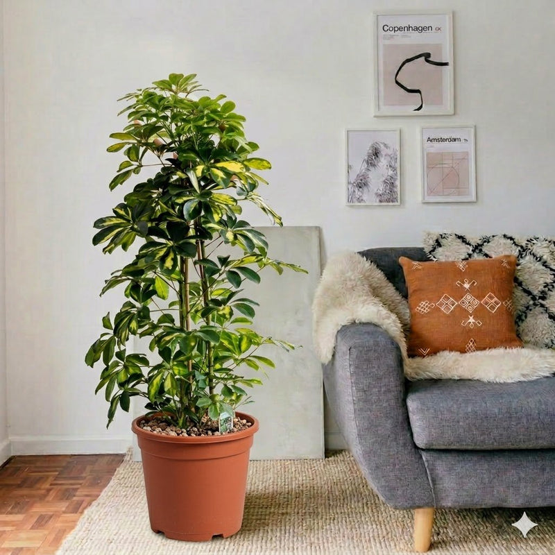 Dwarf Umbrella Tree - Gold Capella | UAE's Lush Houseplant! 100 - 120cm - Greensouq - 
