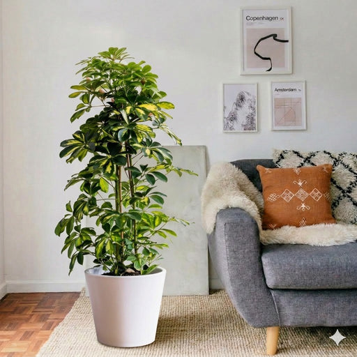 Dwarf Umbrella Tree - Gold Capella | UAE's Lush Houseplant! 100 - 120cm - Greensouq - 