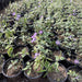 Asystasia gangetica “Chinese Violet” 10-15cm