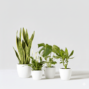 Easy - Care Indoor Plant Quad (Snake Plant 40 - 60cm, Peace Lily 30 - 40cm, Monstera Deliciosa 50 - 60cm, and Dracaena Fragrans - Gold Coast 30 - 40cm) - Greensouq - 