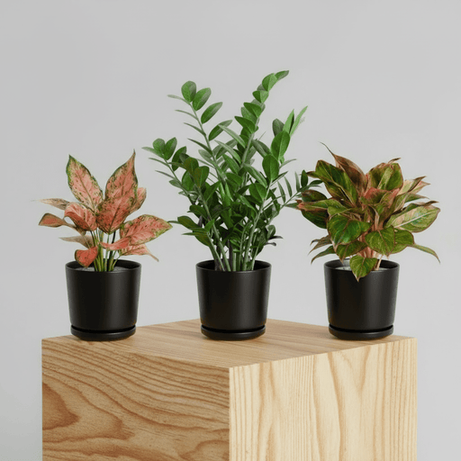 Easy care set 20 - 30cm ( 1x Aglonema Sp Whishes 1x ZZ Plant 1x Aglonema Red ) - Greensouq - 