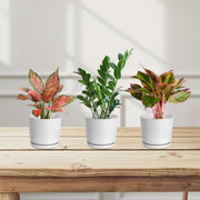 Easy care set 20 - 30cm ( 1x Aglonema Sp Whishes 1x ZZ Plant 1x Aglonema Red ) - Greensouq - 