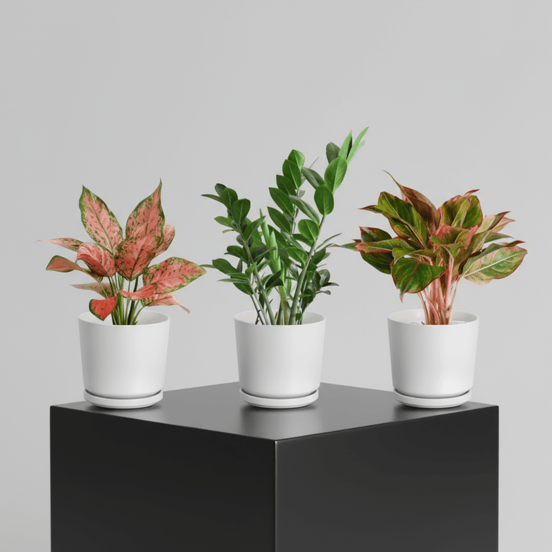 Easy care set 20 - 30cm ( 1x Aglonema Sp Whishes 1x ZZ Plant 1x Aglonema Red ) - Greensouq - 