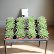 Echeveria Echeveria Nekkar - Greensouq - 