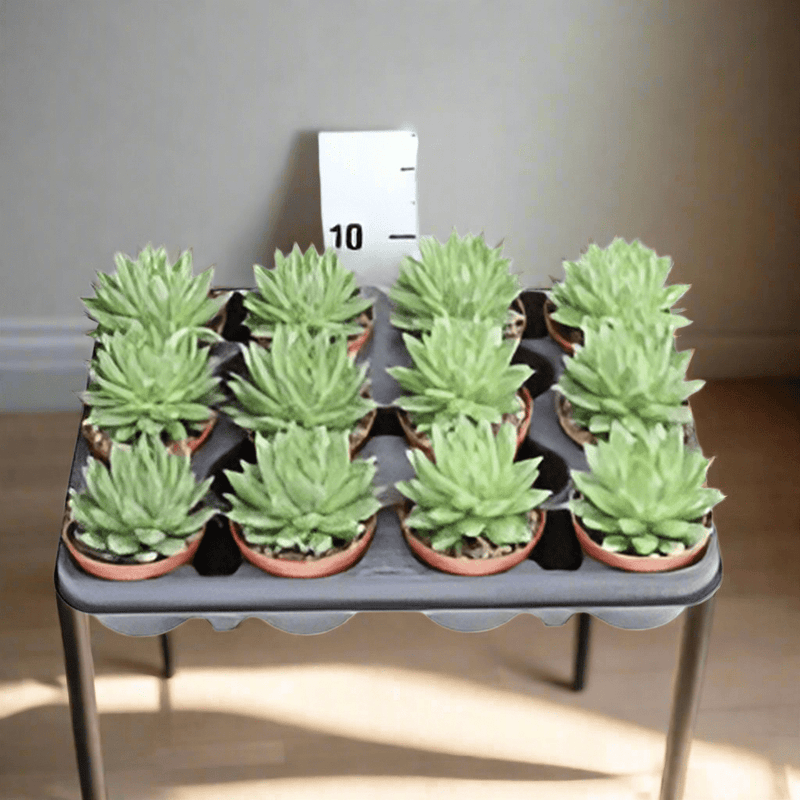 Echeveria Echeveria Nekkar - Greensouq - 