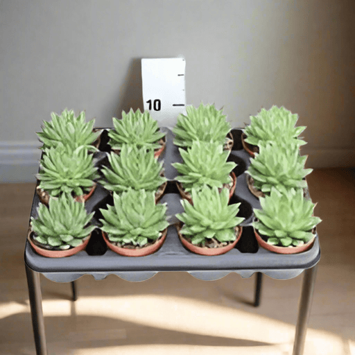 Echeveria Echeveria Nekkar - Greensouq - 
