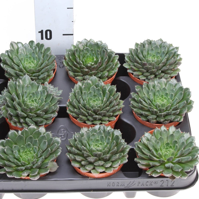Echeveria Echeveria scorpio - Greensouq - 