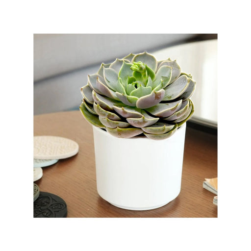 Echeveria Succulent - Greensouq - 