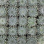 Echeveria Succulent Echeveria rundelii - Greensouq - 
