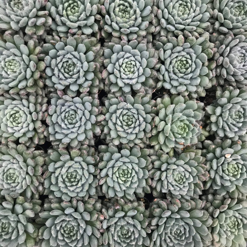 Echeveria Succulent Echeveria rundelii - Greensouq - 