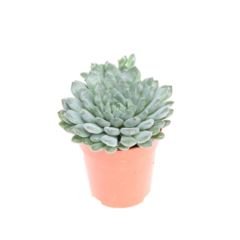 Echeveria Succulent Echeveria rundelii - Greensouq - 