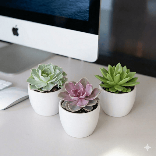 Echeveria Succulent | UAE's Most Loved Succulent! - Greensouq - 