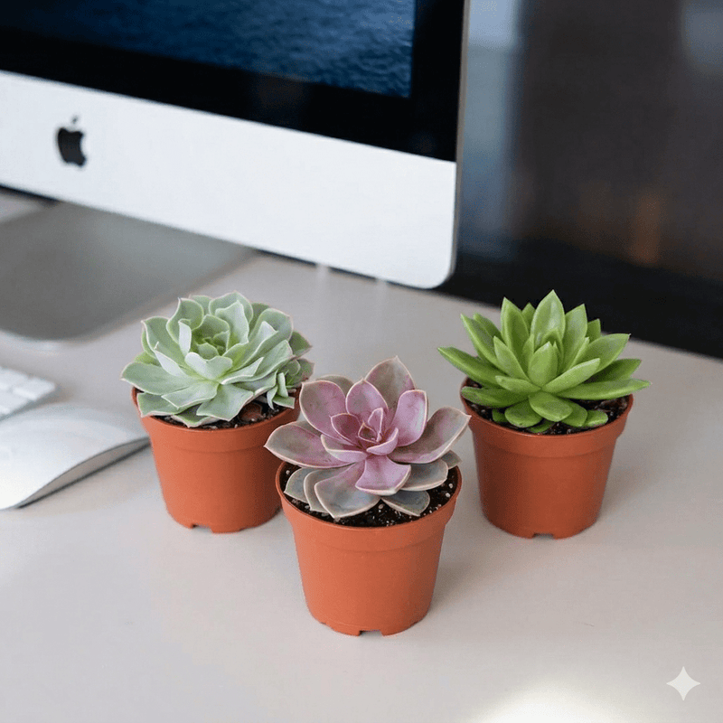 Echeveria Succulent | UAE's Most Loved Succulent! - Greensouq - 