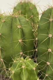 Echino Cactus - Greensouq - 