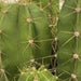 Echino Cactus - Greensouq - 