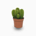 Echino Cactus - Greensouq - 