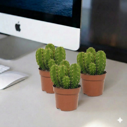 🌵 Echino Cactus | Dubai's Cute Cacti Champ! - Greensouq - 