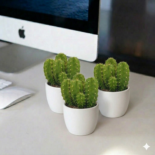 🌵 Echino Cactus | Dubai's Cute Cacti Champ! - Greensouq - 