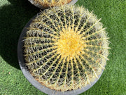 Echinocactus Grusonii, Golden Barrel Cactus, Mother - in - law Cushion or Ball Cactus - Greensouq - 