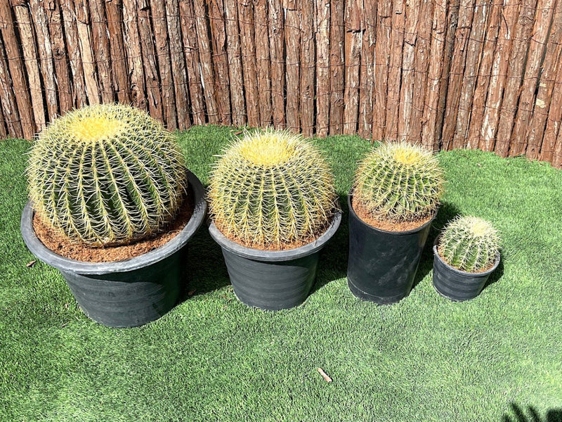 Echinocactus Grusonii, Golden Barrel Cactus, Mother - in - law Cushion or Ball Cactus - Greensouq - 