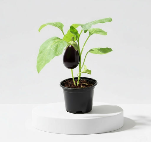 Egg Plant - Greensouq - 