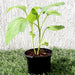 Egg Plant - Greensouq - 