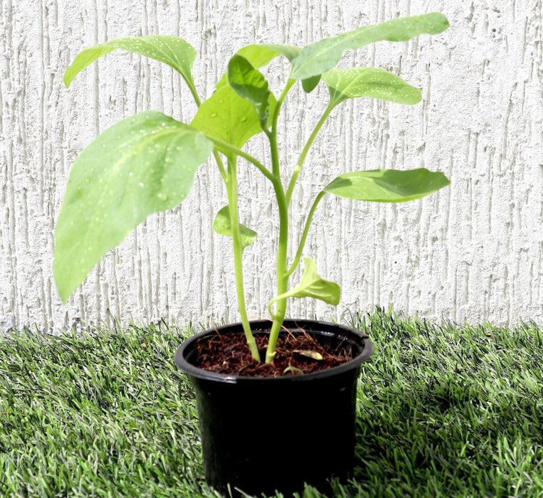 Egg Plant - Greensouq - 