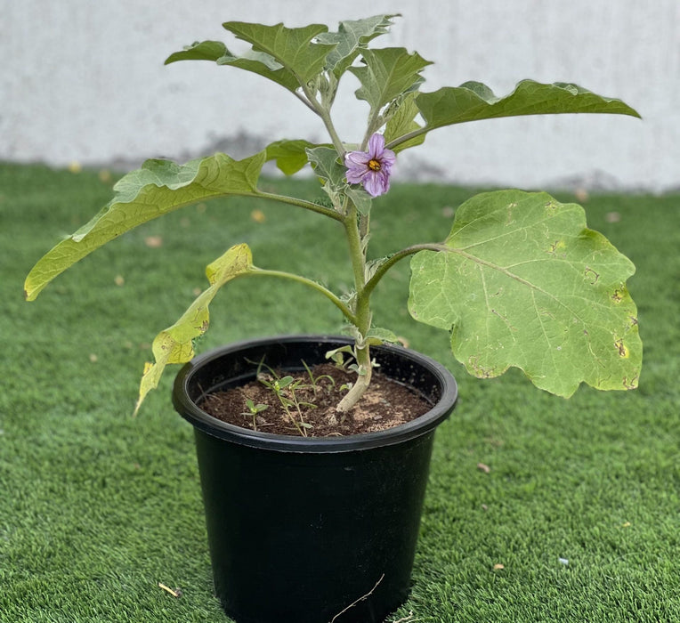 egg plant greensouq