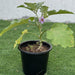 Egg Plant - Greensouq - 