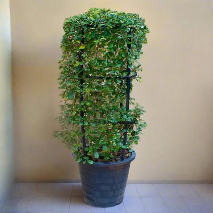 Ehretia 4 stick "Ehretia Microphylla" 60 - 80cm - Greensouq - 