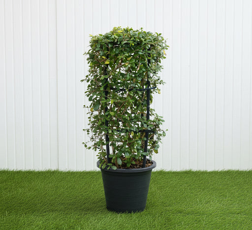 Ehretia 4 stick "Ehretia Microphylla" Fukien Tea Plant 60 - 80cm - Greensouq -