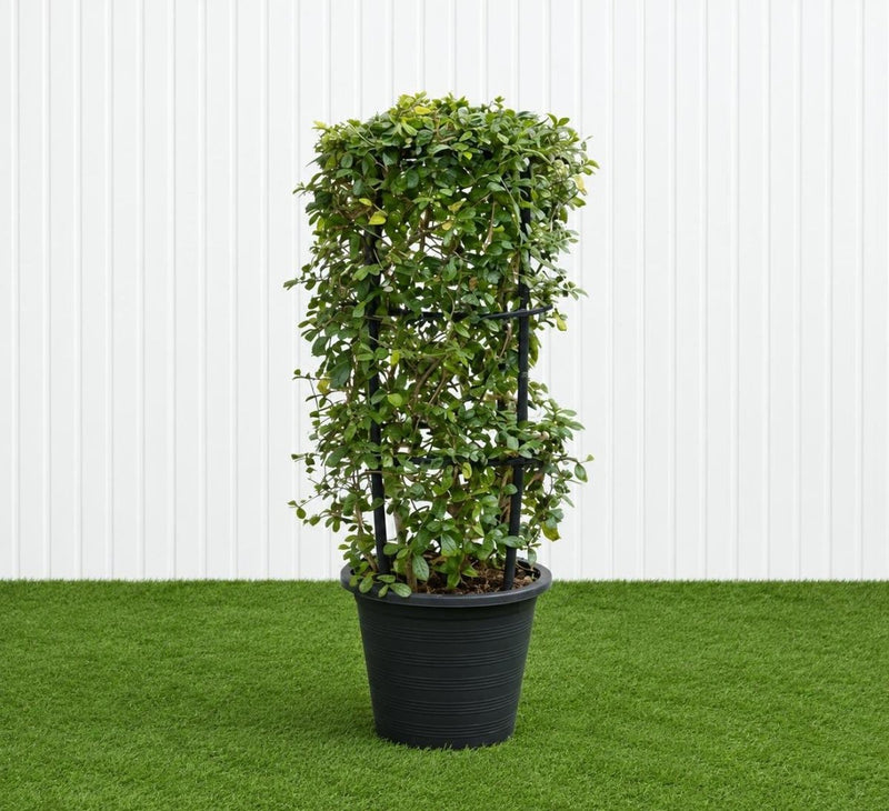 Ehretia 4 stick Ehretia Microphylla 60-80cm Fukien tea plant - Greensouq -