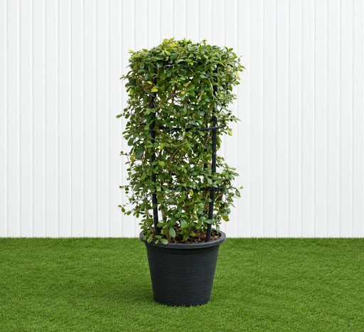 Ehretia 4 stick Ehretia Microphylla 60-80cm Fukien tea plant - Greensouq -