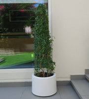 Ehretia Cone Shape "Ehretia Microphylla" - Greensouq - 