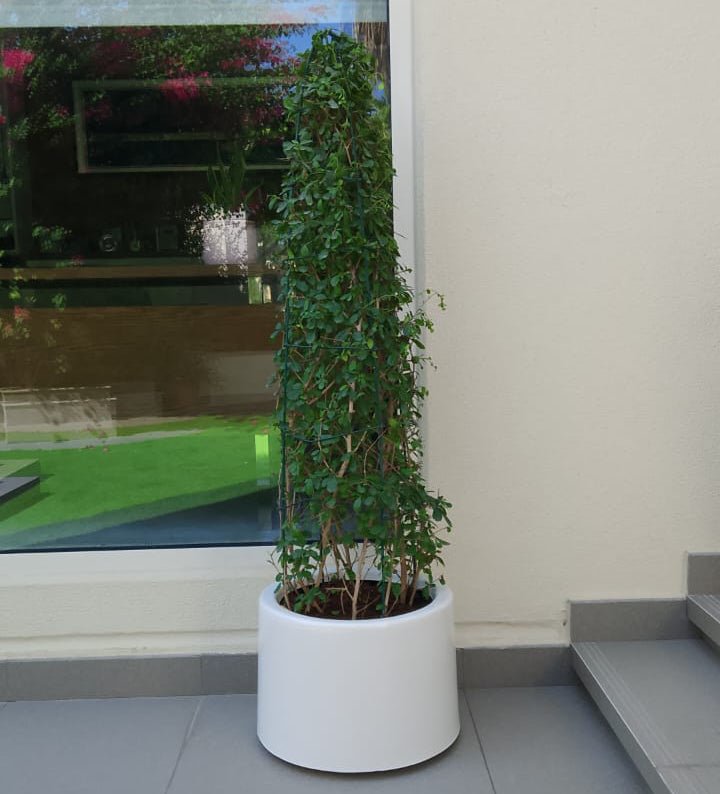 Ehretia Cone Shape "Ehretia Microphylla" - Greensouq - 