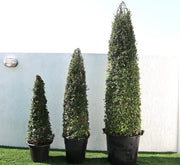 Ehretia Cone Shape "Ehretia Microphylla" - Greensouq - 