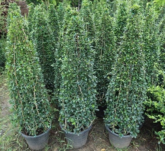Ehretia Cone Shape "Ehretia Microphylla" - Greensouq - 