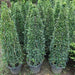 Ehretia Cone Shape "Ehretia Microphylla" - Greensouq - 