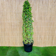 Ehretia Cone Shape "Ehretia Microphylla" - Greensouq - 