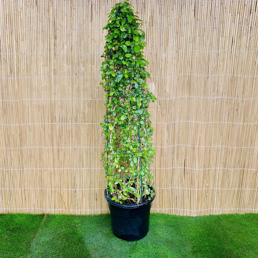 Ehretia Cone Shape "Ehretia Microphylla" - Greensouq - 