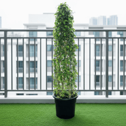 Ehretia Cone Shape "Ehretia Microphylla" - Greensouq - 