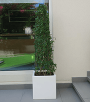 Ehretia Cone Shape "Ehretia Microphylla" - Greensouq - 