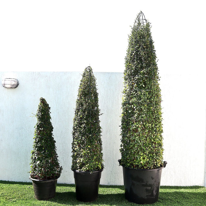 Ehretia Cone Shape "Ehretia Microphylla" - Greensouq - 