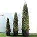 Ehretia Cone Shape "Ehretia Microphylla" - Greensouq - 