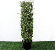 Ehretia Cylindrical Shape "Ehretia Microphylla" 1.0m - Greensouq - 
